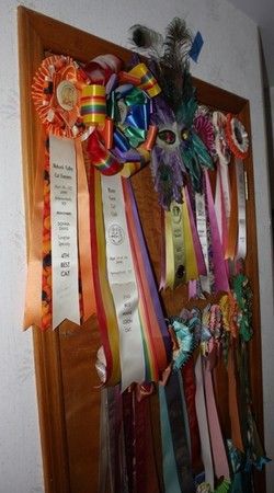 Ribbons won by these amazing cats